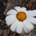 Leucanthemopsis alpina Květ