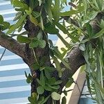 Crescentia alata Hoja