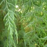 Cupressus cashmeriana Φύλλο