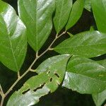 Licania hypoleuca Leaf