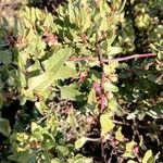 Muehlenbeckia hastulata Hoja