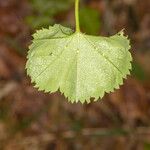 Alchemilla glabra Liść
