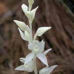 Cephalanthera austiniae Flower