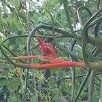 Tillandsia bulbosa Flor