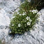 Arenaria grandiflora Flower