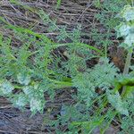 Lomatium dasycarpum Хабит