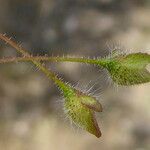 Tuberaria guttata Plod