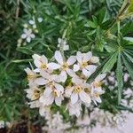 Choisya × dewitteana Blomst