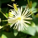 Clematis bonariensis Λουλούδι