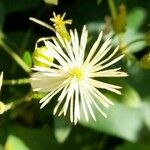 Clematis bonariensis Flor