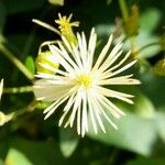 Clematis bonariensis Flower