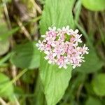 Valeriana montana Blüte