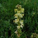 Pedicularis ascendens Other