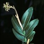 Epidendrum anceps 花