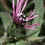 Volutaria tubuliflora Flor
