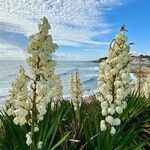 Yucca gloriosaBlomst