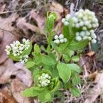 Comandra umbellata പുഷ്പം