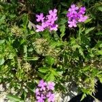 Verbena canadensis പുഷ്പം