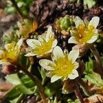 Saxifraga exarata 花