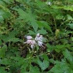 Hydrophyllum virginianum Kvet