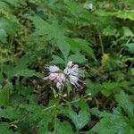 Hydrophyllum virginianum Flor