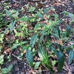 Cirsium altissimum ശീലം