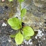 Samolus valerandi Leaf