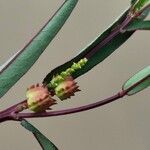 Microstachys chamaelea Fruitua