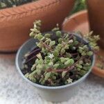 Crassula expansa Fleur