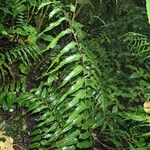 Asplenium friesiorum Hábito