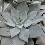 Echeveria rodolfoi List