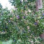 Rhaphithamnus spinosus Fruto