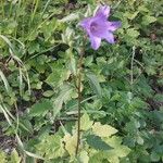 Campanula tracheliumЦветок