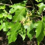Acer tataricum 叶