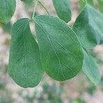Acacia mellifera Φύλλο