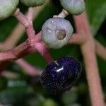 Miconia affinis Fruit