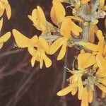 Genista scorpius Kvet