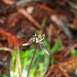 Scoliopus bigelovii 花