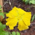 Luffa aegyptiaca Flower