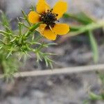 Adonis dentata Habitatea