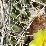 Wigginsia sessiflora Hoja