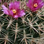 Ferocactus chrysacanthus