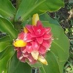 Costus barbatusVirág