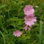 Malva moschata Цвят