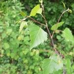 Betula populifolia পাতা