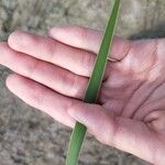 Typha orientalis Leaf