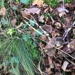 Festuca heterophylla Hoja