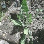 Achillea filipendulinaHostoa