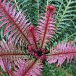 Blechnum brasiliense Листок