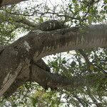 Ficus thonningii Bark